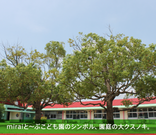 miraiと〜ぶこども園のシンボル、園庭の大クスノキ。